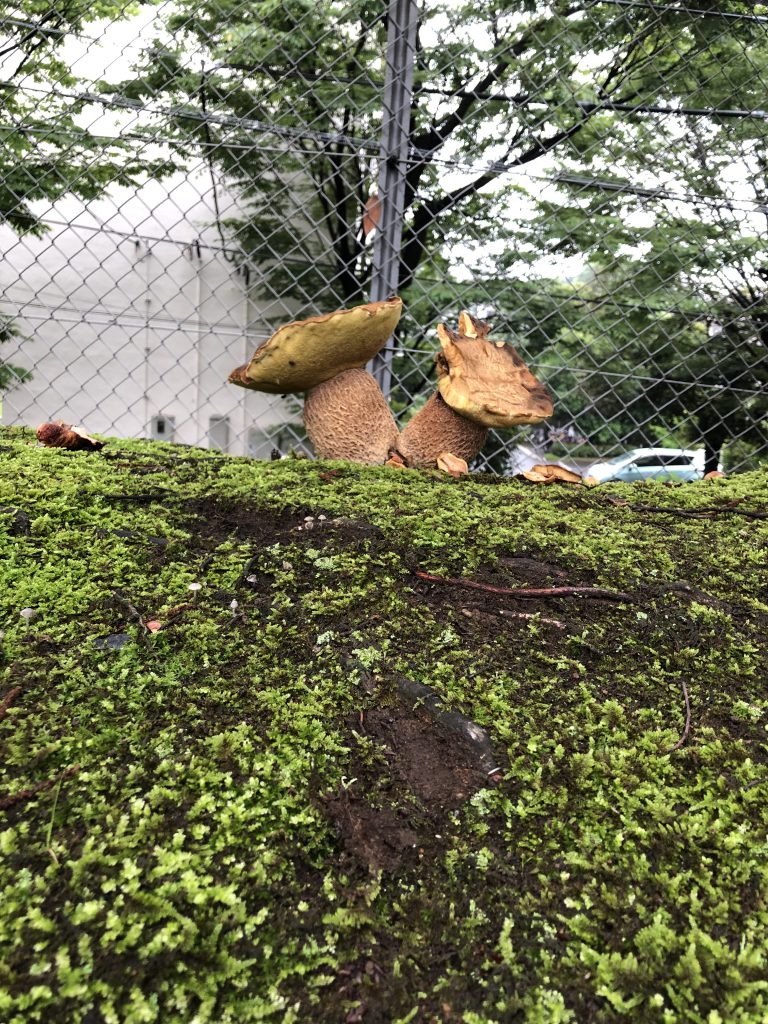 画像に alt 属性が指定されていません。ファイル名: IMG_0397%E3%81%AE%E3%82%B3%E3%83%94%E3%83%BC-768x1024.jpeg